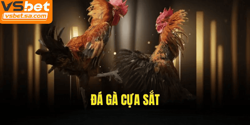 Đá gà cựa sắt là hình thức chọi gà dùng cựa kim loại sát thương cao